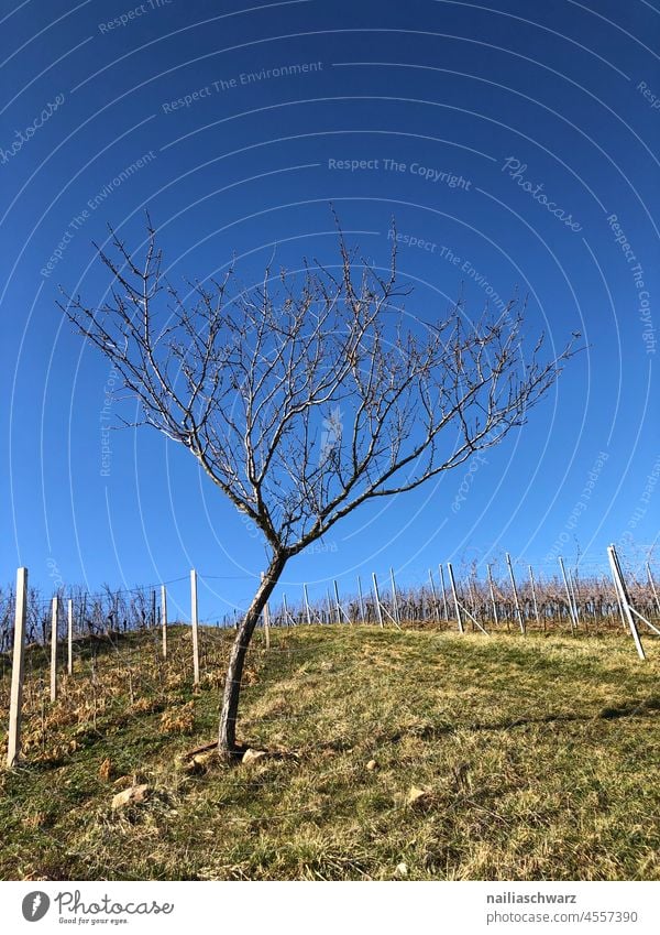 Weinberg weinbergen Weinbau Weinrebe Weingut Baum Baumstamm Baumkrone Himmel Frühling Weg Weinindustrie landwirtschaftlich Land malerisch Pflanze im Freien