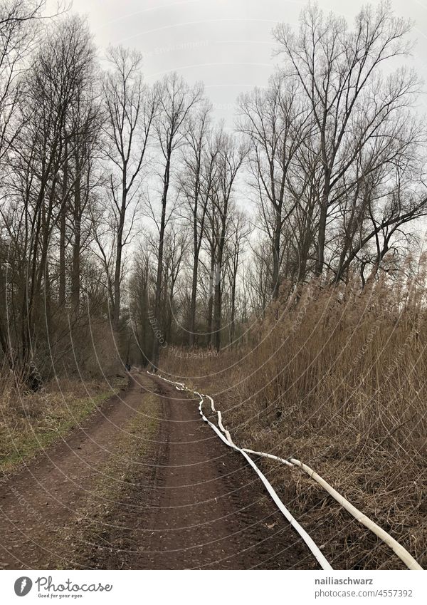 Wald Schlauch Wege & Pfade Pfad-Wald folgen Frühling trostlos Bauarbeiten Schlauchleitung Bäume bäume wald grau düster Menschenleer Außenaufnahme Natur gruselig