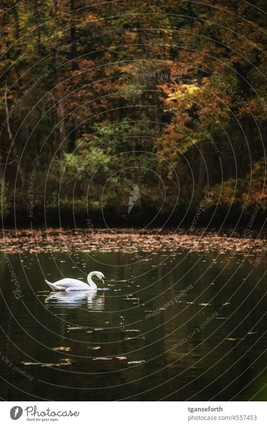 Schwan im Wasser vor herbstlichem Wald Höckerschwan Tier Vogel weiß Flügel Schnabel Außenaufnahme Wildtier elegant Tierporträt Farbfoto ästhetisch Hals