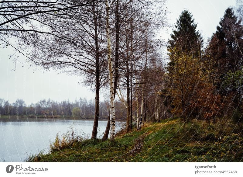 Herbst am See Wasser Spätherbst kalt bedeckter himmel Himmel Baum Außenaufnahme Wolken Natur ruhig Landschaft Winter Seeufer Menschenleer Idylle