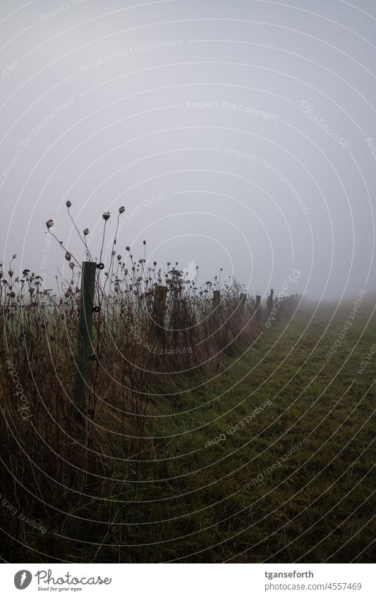 Novembernebel Nebel Nebelstimmung nebelig kalt nass gruselig Menschenleer Außenaufnahme Natur Herbst grau Landschaft Morgen Gedeckte Farben Wiese trist ruhig