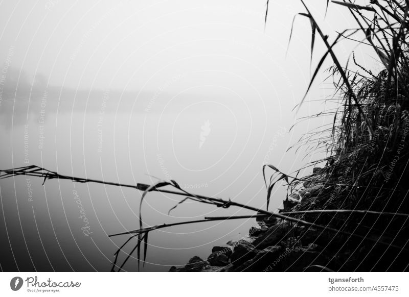 Novembernebel Nebel Nebelstimmung nebelig kalt nass gruselig Menschenleer Außenaufnahme Natur Herbst grau Landschaft Morgen Gedeckte Farben Wiese trist ruhig