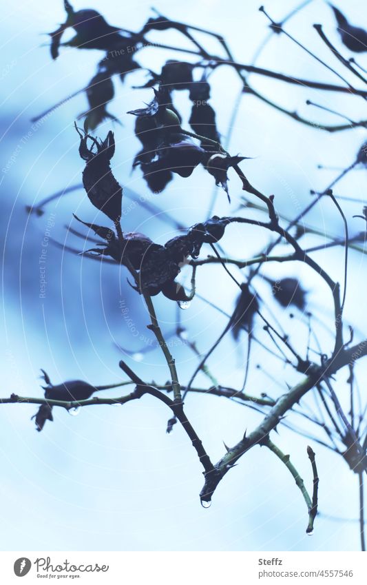 verwelkte Blütensträucher im Februar vergreist Gestrüpp Strauchrosen Rispenrose verfallen verdorrt Winterblues Sträucher Haiku Gehölz verblüht alt vergänglich