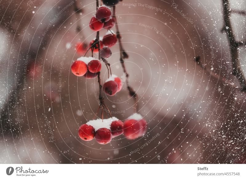 rote Zieräpfel im Schnee Winterfrüchte Malus Schneefall Schneegestöber winterlich winterhart Schneeflocken Vogelfutter Nahrungsquelle Winterobst kalt