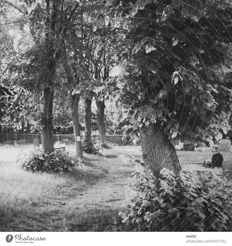 Abgeschieden Baum Einsamkeit Detailaufnahme rein Idylle Schönes Wetter Herbst Zweige u. Äste Holz knorrig Menschenleer Sträucher Ruhe Textfreiraum unten