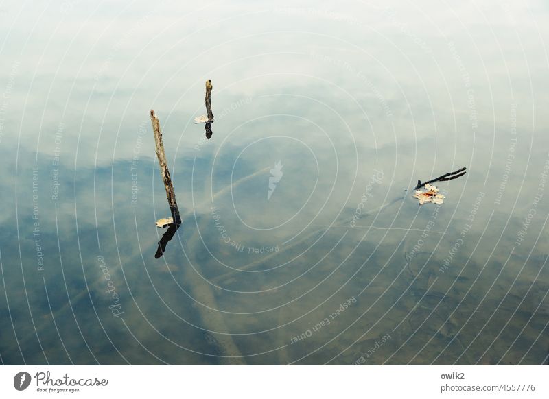 Wasser und Holz Landschaft Natur Umwelt Wasseroberfläche Windstille Halm Wildpflanze Menschenleer Textfreiraum oben Textfreiraum unten Textfreiraum links