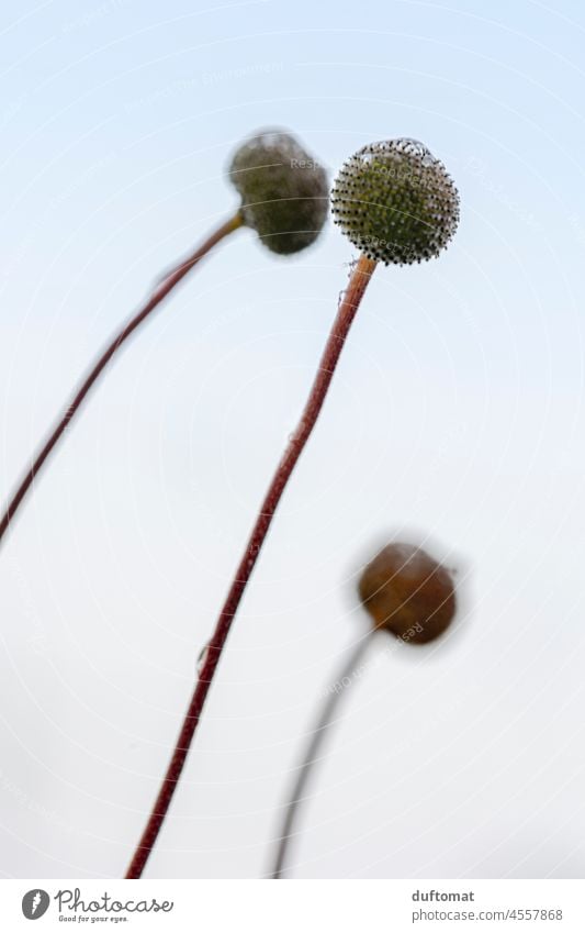 Minimalistisch Herbst Blumen karg Winter Bume Pflanze minimalistisch Minimalismus minimalism wachst Stärke Schnee kalt Frost eisig Hintergrundbild