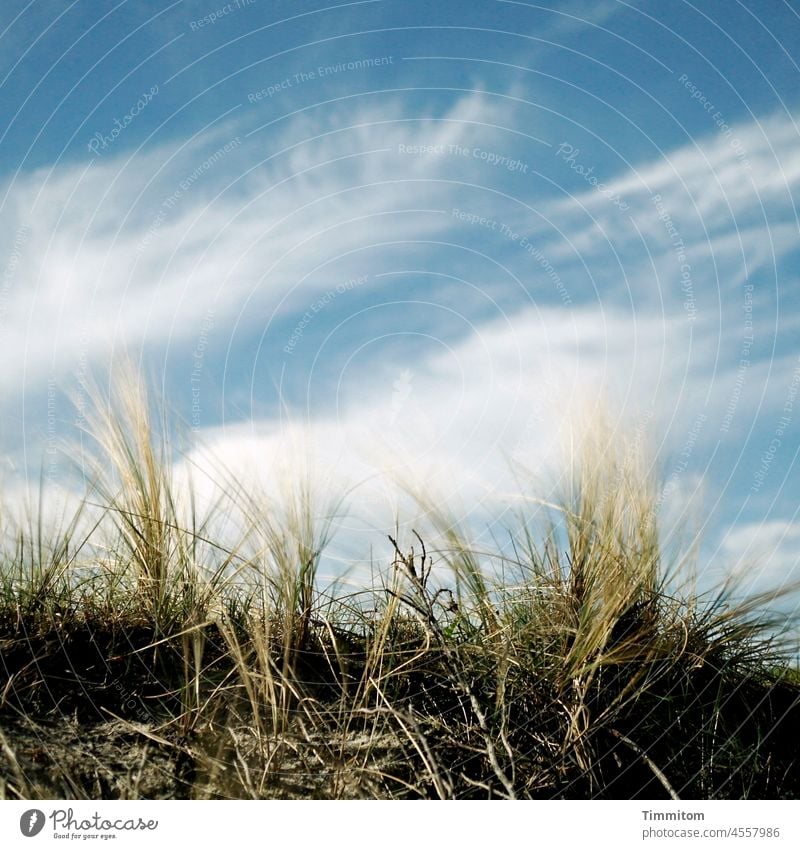 Das Haar des Riesen. Der Wind umweht es recht sanft. Er sieht die Wolken. Düne Dünengras Bewegung Bewegungsunschärfe Himmel blau weiß hell und dunkel Quadrat