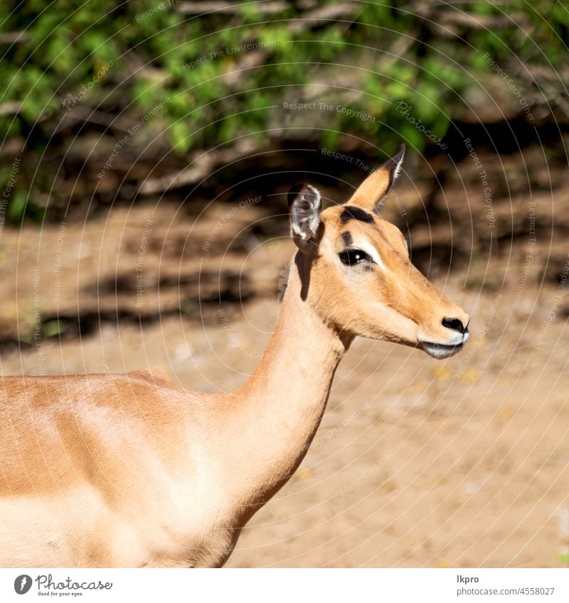 Wilde Impalas im Winterbusch Afrika Antilopen Tierwelt Park national Natur Süden Safari wild Kruger Säugetier männlich Aepyzeros Melampus Gazellen Gras Wildnis