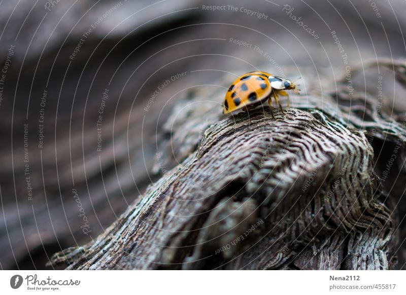 Ins Leben gibt es Höhe... Umwelt Natur Tier Schönes Wetter Baum Garten Park Wald Käfer 1 kämpfen laufen Blick klein orange rot Marienkäfer Glücksbringer Holz