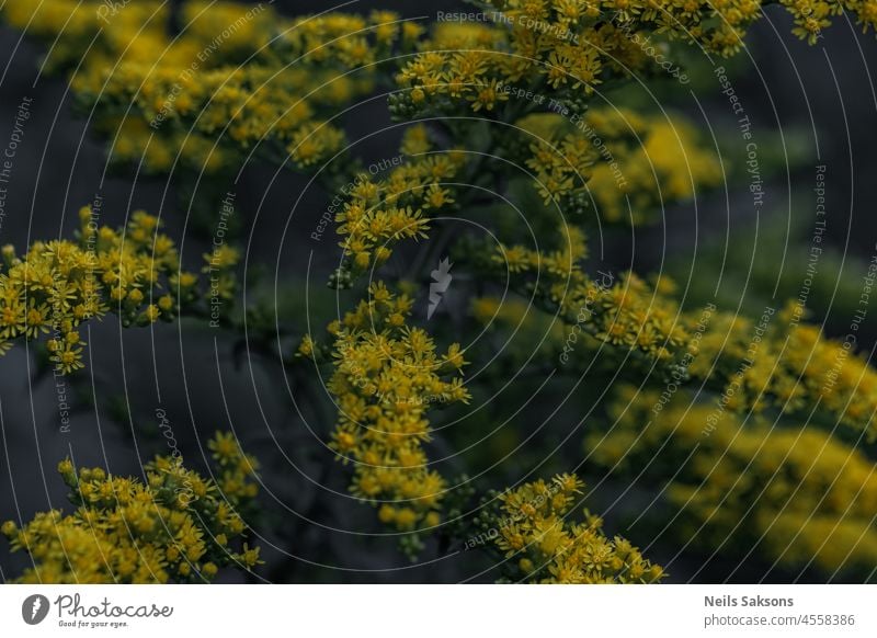 Kanada Goldrute Muster gelb Blume Sommer Pflanze Natur natürlich Garten Flora Blüte schön solidago Blütezeit Wiese golden Überstrahlung Nahaufnahme Hintergrund