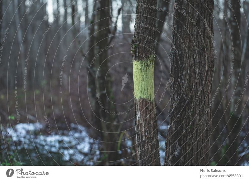 Baum im Wald mit gelber Farbe markiert. Forstwirtschaft. Baumstamm mit gelber Farbmarkierung in Wald oder Forstwirtschaft abstrakt Hintergrund Rinde schön