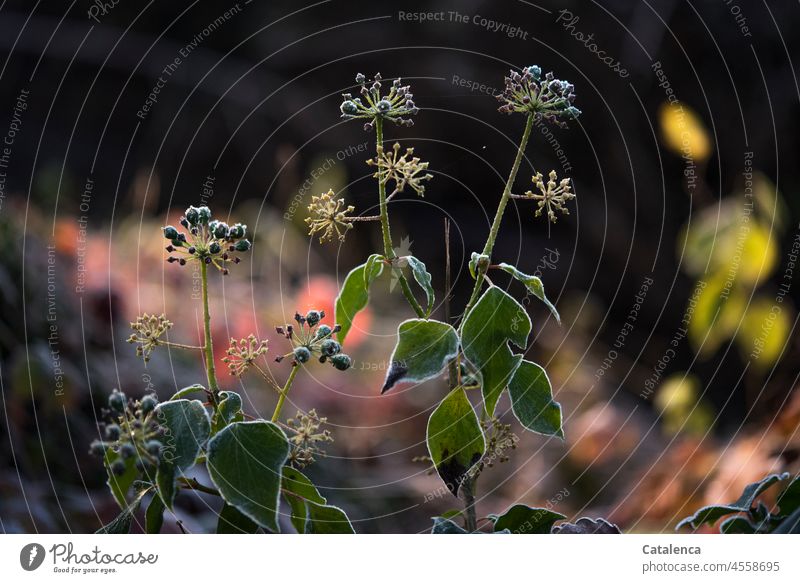 Vom Frost verzierter Efeu Natur Garten winterlich Raureif kalt Kälte Eis erstarren Winter Stimmung Botanik Flora Pflanze Fruchtstand Kletterpflanze Blätter Tag