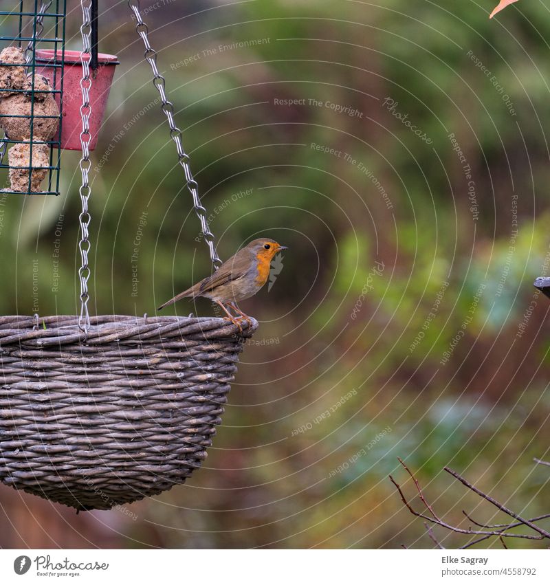 Rotkehlchen Erithacus rubecula -ein kleinerSingvogel von rundlicher Statur Vogel Natur Tier Außenaufnahme sitzen Tierporträt Baum Schwache Tiefenschärfe