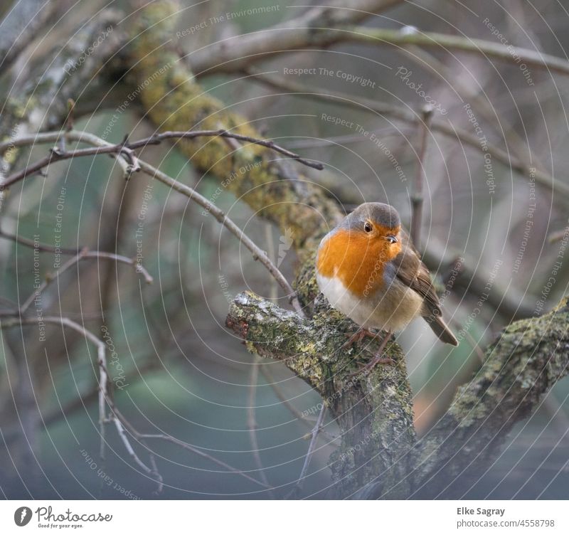 Rotkehlchen Erithacus rubecula -ein kleinerSingvogel von rundlicher Statur Vogel Natur Tier Außenaufnahme sitzen Tierporträt Baum Schwache Tiefenschärfe