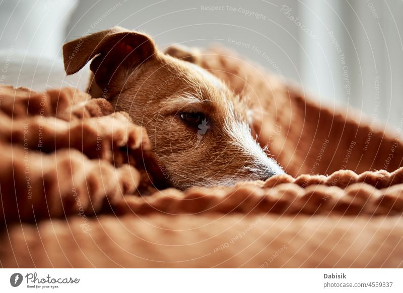 Hund faulenzt auf Couch Haustier niedlich Liege entspannt schlafen aussruhen Schlafzimmer gemütlich Tier Säugetier Eckzahn Blick bezaubernd Appartement schön