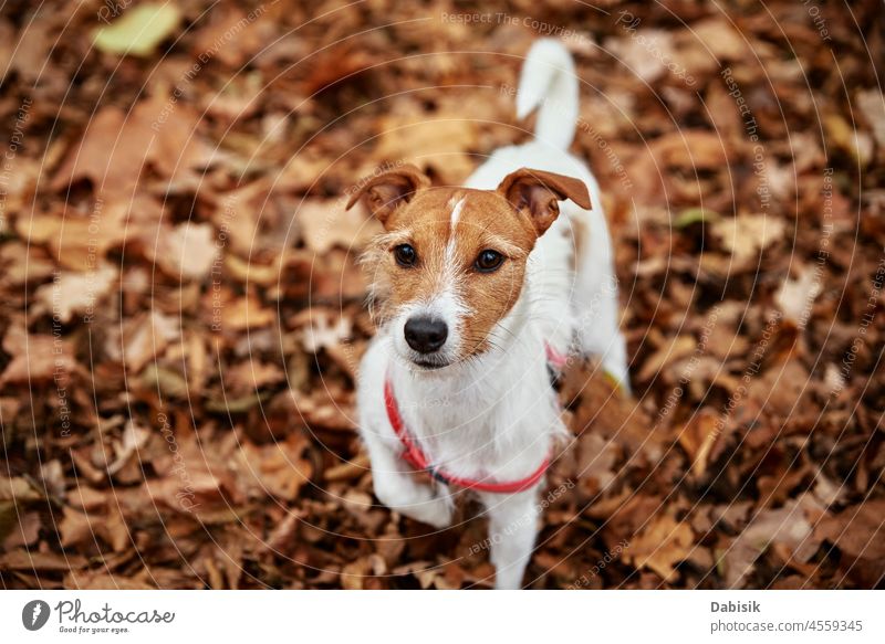 Hundespaziergang im Herbstpark Spaziergang Park Natur im Freien Haustier Blatt Saison Tier züchten Eckzahn heiter Begleiter tagsüber heimisch Freund