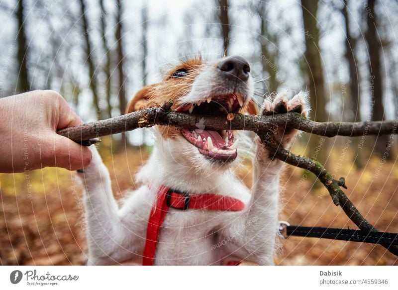 Hund spielt mit einem Ast im Herbstwald Spaziergang nagen Biss Park Zähne kleben Natur im Freien Haustier Saison Tier züchten Eckzahn heiter heimisch Blick