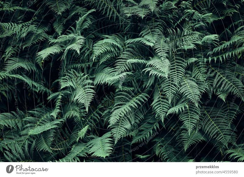 Farnblätter Hintergrund. Nahaufnahme von dunkelgrünen Farnblättern Wurmfarn Blätter Blatt natürlich Flora Frühling Muster Sommer Pflanze Laubwerk Natur Saison