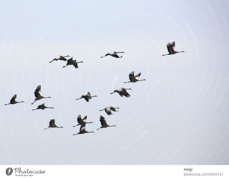 ab in den Süden - ein Schwarm Kraniche fliegt vor blaugrauem Himmel in Richtung Süden Vogel Zugvogel Vogelzug Herbst viele Wolken Freiheit Wildtier Vogelschwarm