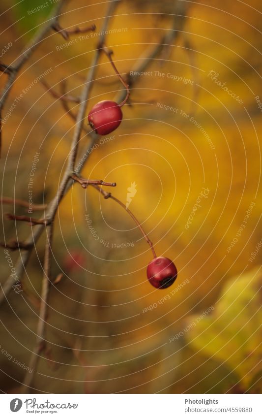 Letzte Beeren in herbstlichem Farbton Ast Herbst unscharf verschwommen Hintergrund gelb rot grün braun Natur Pflanze Blatt Frucht natürlich Nahaufnahme reif