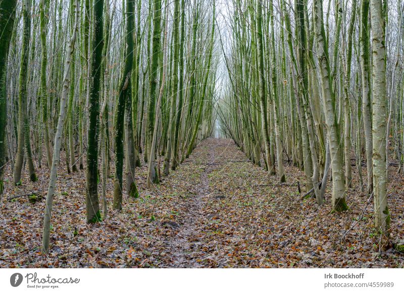 Schneise in einem Wald Weg durch den Wald bewaldeter Pfad Forstwirtschaftliche Schiene Waldweg Forstweg Erholung Spaziergang Waldboden Freizeit wandern