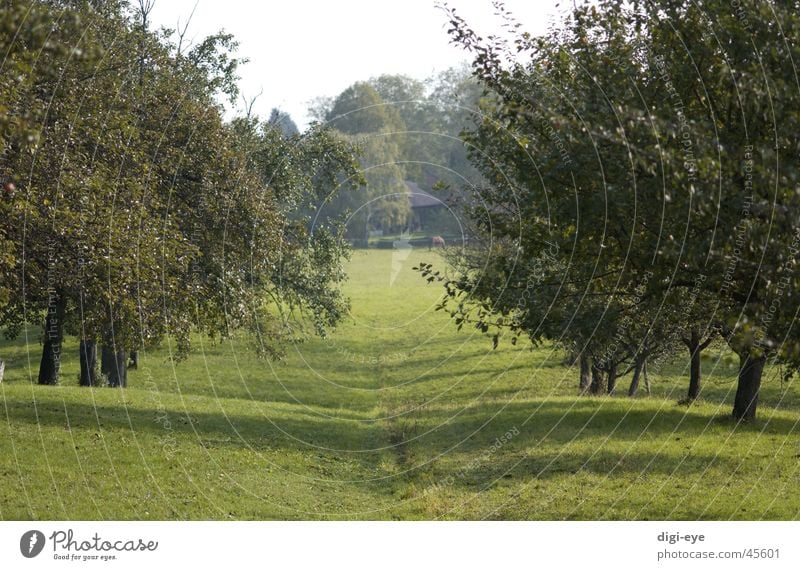 Streuobstallee Wiese Baum Streuobstwiese Gras Allee Stimmung Wege & Pfade Ferne