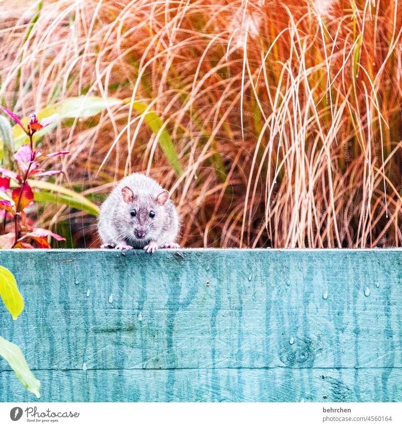 *2 5 0 0* find ick rattenscharf witzig Tierporträt Tiergesicht Farbfoto Tierliebe niedlich Menschenleer Außenaufnahme Neugier beobachten Garten frech klein