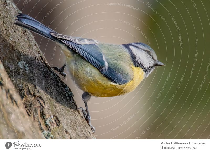 Blaumeise hält Ausschau Cyanistes caeruleus Meisen Kopf Auge Schnabel Krallen Flügel gefiedert Feder Tiergesicht Vogel Wildtier schauen beobachten Tierporträt