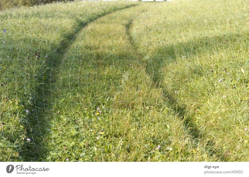 Wiesenweg Fußweg Gras Stimmung Unendlichkeit Wege & Pfade