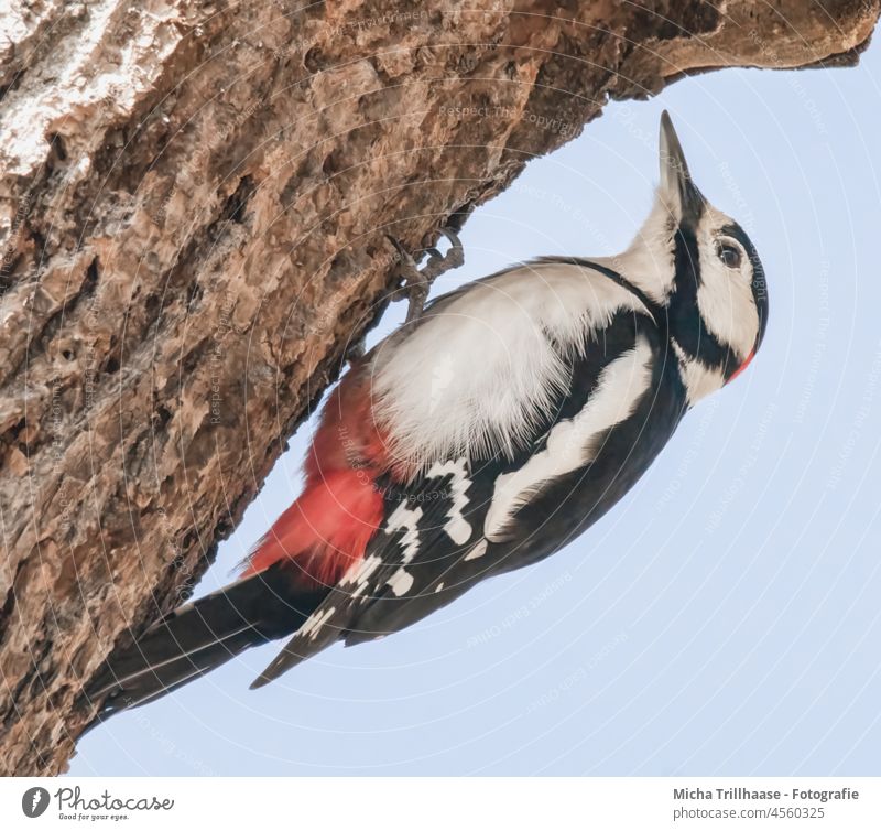 Buntspecht am Baumstamm Dendrocopos major Specht Tiergesicht Auge Schnabel Kopf Flügel Krallen gefiedert Feder Vogel Wildtier hängen Blick Tierporträt Natur