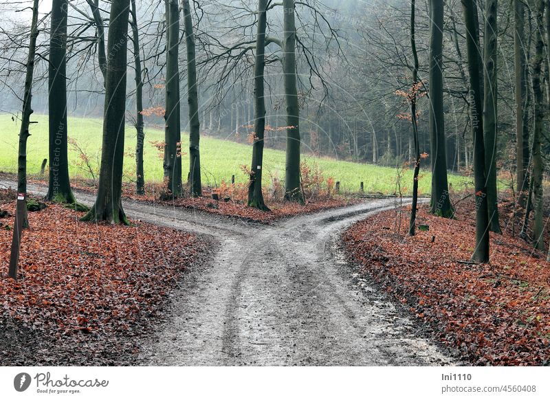 Weggabelung im Wald November Jahreszeit Novemberstimmung Novemberblues Stimmungsbild Teilung Waldspaziergang wandern Waldweg Wege & Pfade Wegkreuzung matschig