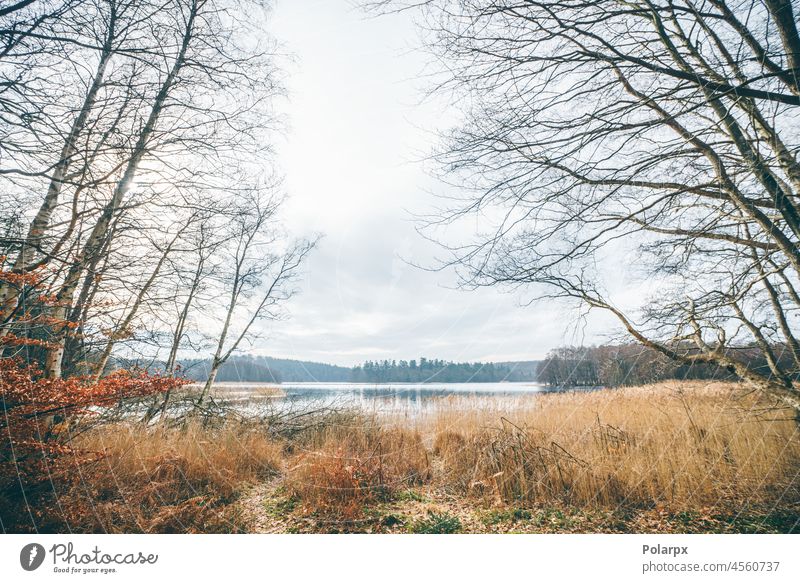 Friedliche Seelandschaft im Spätherbst ländlich ruhig Seeufer Vorbau kalt im Freien ruhiges Wasser Wildnis Gelassenheit friedlich idyllisch Winter stürmend