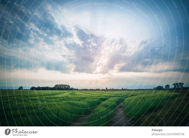 Frische grüne Weizenkulturen auf einem Feld Ansicht Wolken landwirtschaftlich Ernte malerisch Wetter Schonung organisch Ebene pulsierend Tag Weide