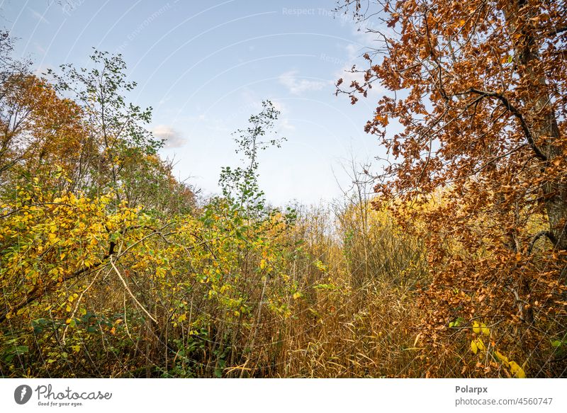 Bunte Wildnis in Herbstfarben natürlich im Freien Sonnenschein Flora golden Herbstlaub Hintergrund Herbstzeit sonnenbeschienen Niederlassungen Nahaufnahme Farbe