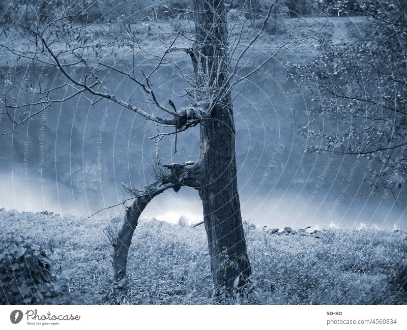 Pitoresker Baum am benebeltem Fluss, irgendwo zwischen Fantasie und Tiefenpsychologie Fantasievoll kontemplativ Märchenhaft Landschaft nachdenklich Natur