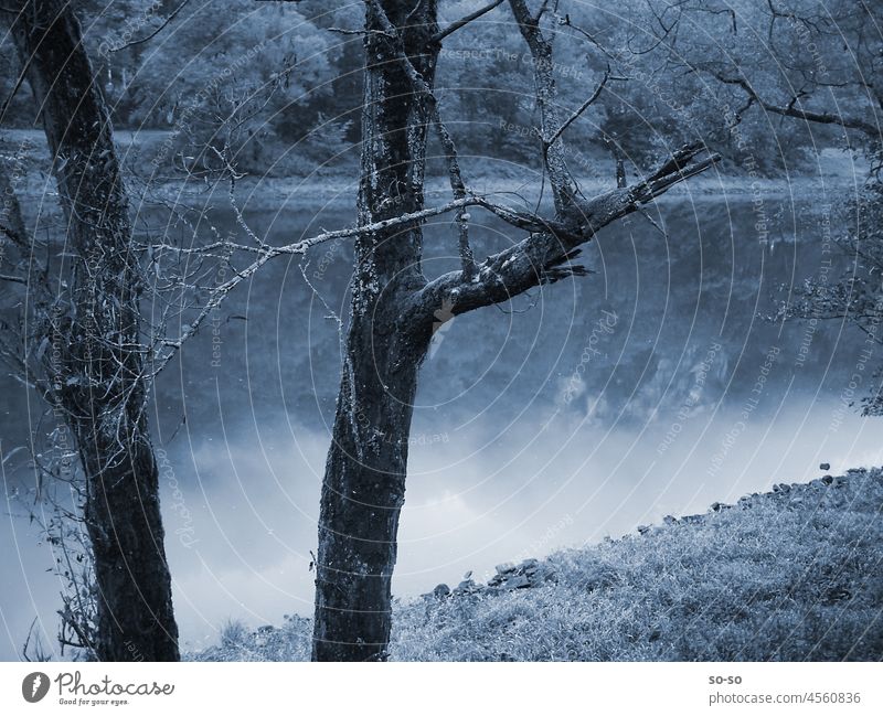 Besinnliche Landschaft, irgendwo zwischen nachdenken und Gedanken schweben nachdenklich kontemplativ Natur Baum zeitlos Nebel Fluss Traum verträumt Stile still