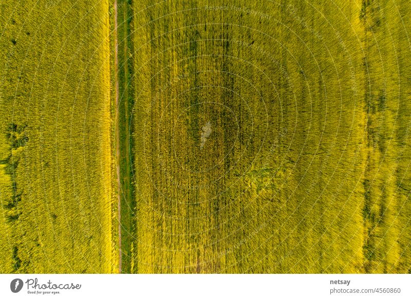 Aerial Top View Foto von fliegenden Drohne eines Landes mit gesät grünen Feldern in der Landschaft im Frühjahr Tag. Land mit gewachsenen Pflanzen von Paddy