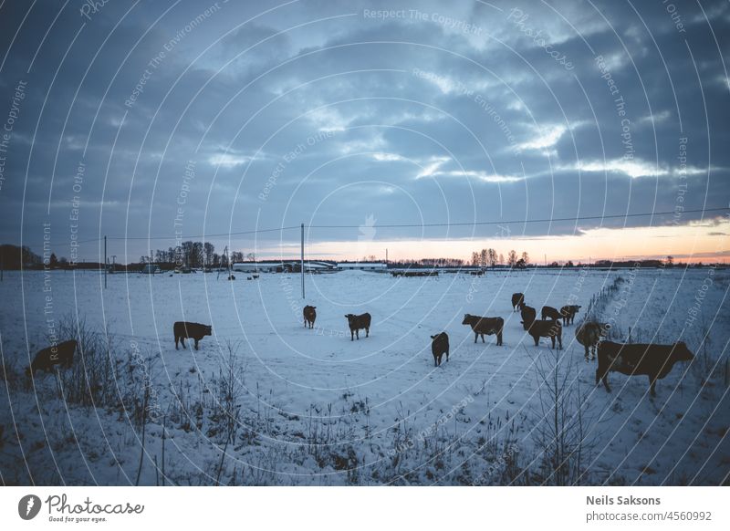 Kühe auf dem Bauernhof neben der Straße im ersten Schnee. Abendlicher Sonnenuntergang Ackerbau Tier Hintergrund Strand schön blau bovin braun Bulle Rind Küste