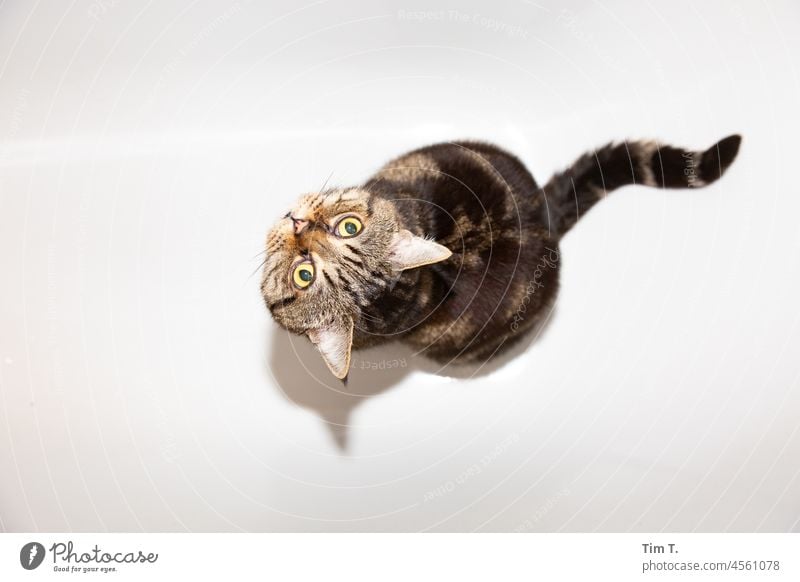 ein Kater sitzt in der Badewanne und schaut nach oben Katze Badezimmer Farbfoto Blick Tier Haustier Fell Hauskatze Tierporträt kuschlig niedlich Tiergesicht