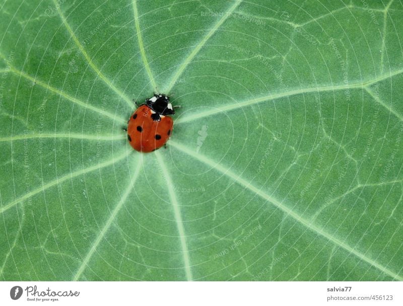 Mittelpunkt Natur Pflanze Frühling Sommer Blatt Grünpflanze Wildpflanze Tier Wildtier Käfer 1 krabbeln grün rot Wege & Pfade Marienkäfer Blattadern Kontrast