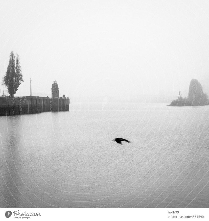 Möwe vor Nebelwand im Hafen Kai Hafenanlage Vogel Möwenvögel Tier Wasser nass kalt Nebelstimmung Minimalismus minimalistisch Nebelschleier Möwenfliegen