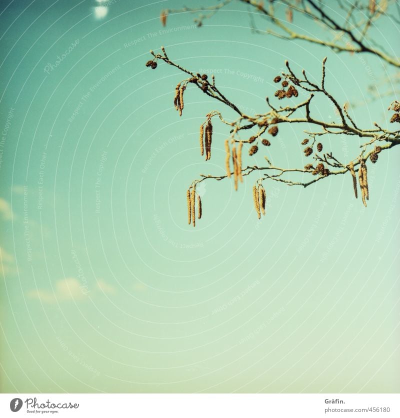 Restbestand Umwelt Natur Pflanze Himmel Frühling Baum Blühend Wachstum frisch wild blau braun Idylle ruhig Wandel & Veränderung Farbfoto Außenaufnahme