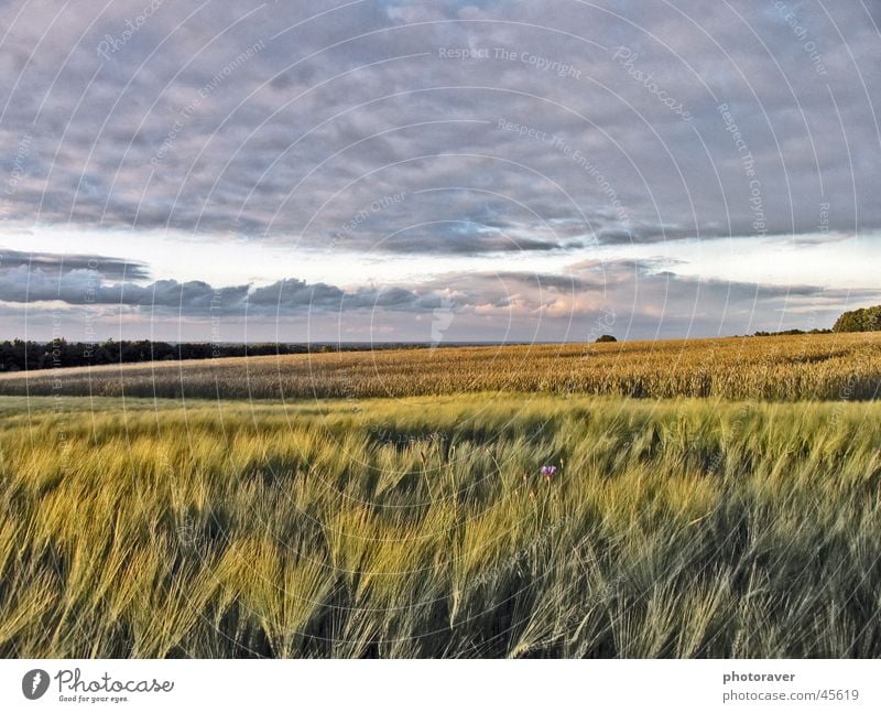 Herbststimmung Feld Wolken Weizen Korn Himmel Natur