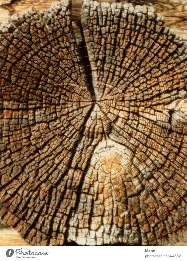 Ausgelaugt Baum Holz alt