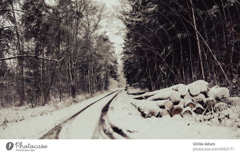 Schneelandschaft im Wald - Schneebedeckte Baumstämme liegen am Weg Umwelt Klima Osterholz-Scharmbeck Garlstedt Niedersachsen idyllisch Schneefall Deutschland