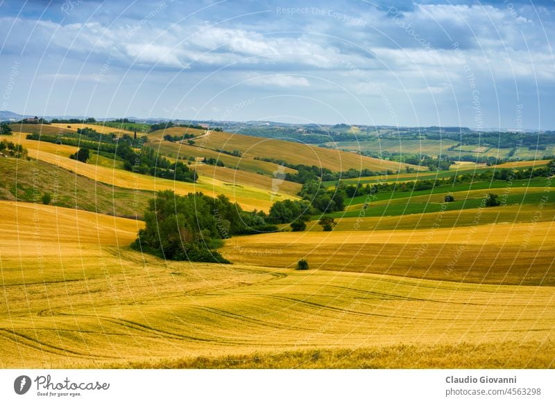 Ländliche Landschaft bei Santa maria Nuova und Osimo, Marken, Italien ancona Europa Marche Santa Maria Nuova Ackerbau Farbe Tag Bauernhof Feld grün Hügel Natur