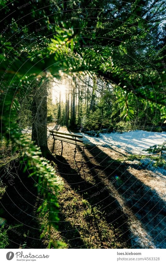 Bank in einem Kiefernwald, umgeben von schmelzendem Schnee im Sonnenlicht, Tirol, Österreich Wald Baum Natur Immergrün alpin kalt Landschaft Saison natürlich