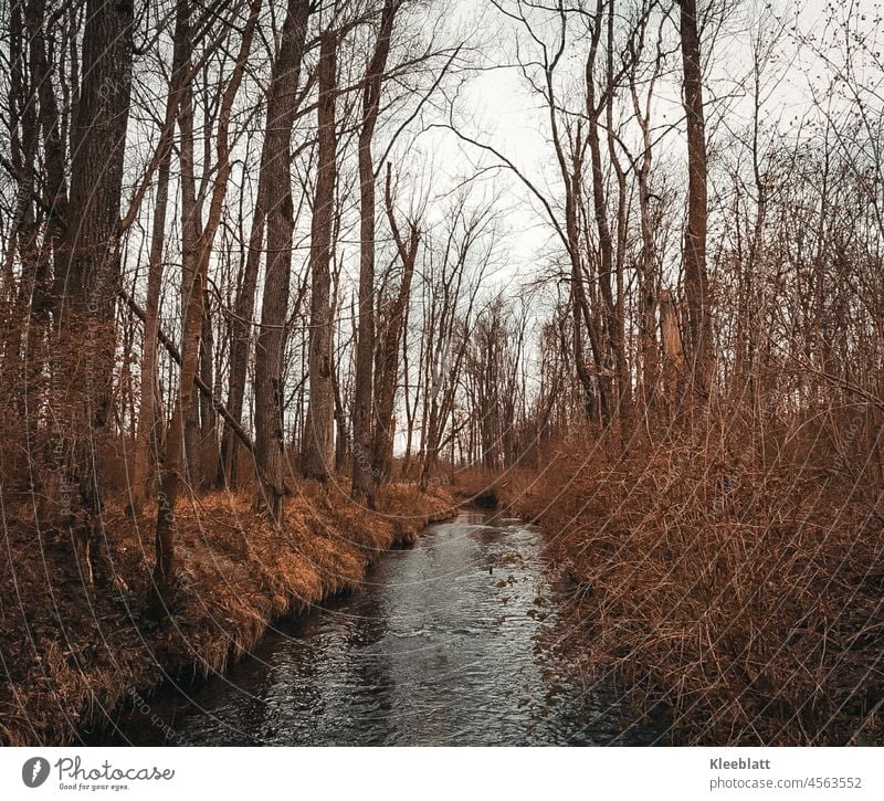 Ein Bächlein klein und fein im Wäldchen - Herbstliche Stimmung im lichten Wald Bach Wasser inmitten vom Wald braun brauntöne herbstliche Stimmung Jahreszeiten