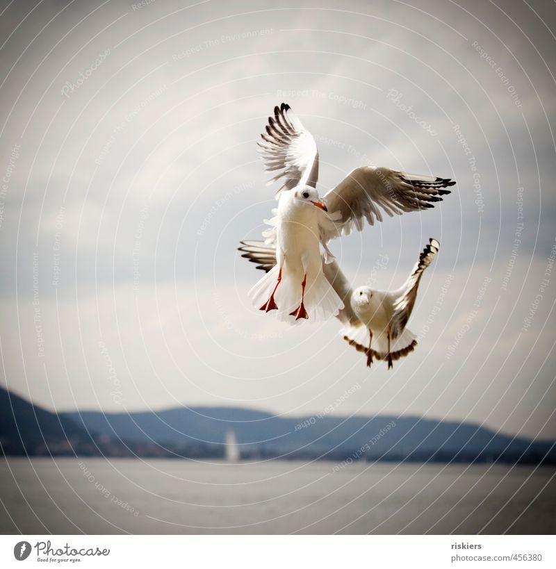 meins Umwelt Natur Landschaft Wolken Sommer Herbst Schönes Wetter See Tier Wildtier Vogel Möwe 2 beobachten fliegen Blick blau rot weiß Kraft Leben Farbfoto